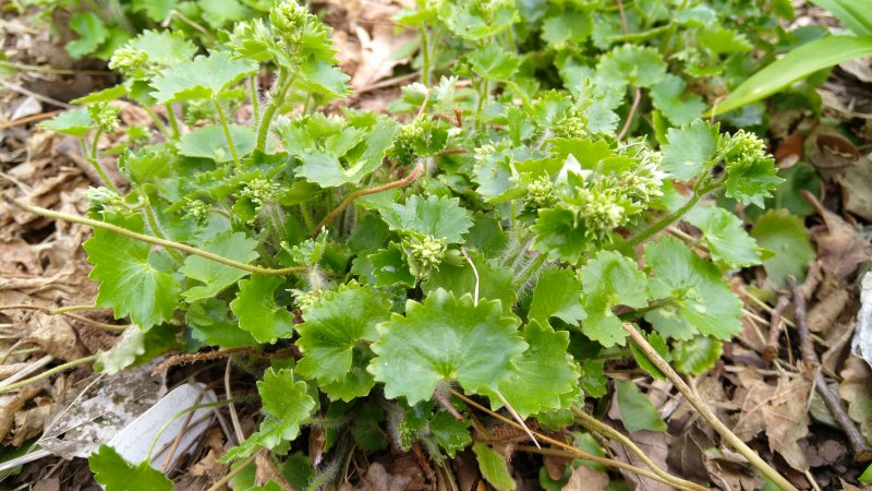 Saxifraga rotundifolia  Ümaralehine kivirik